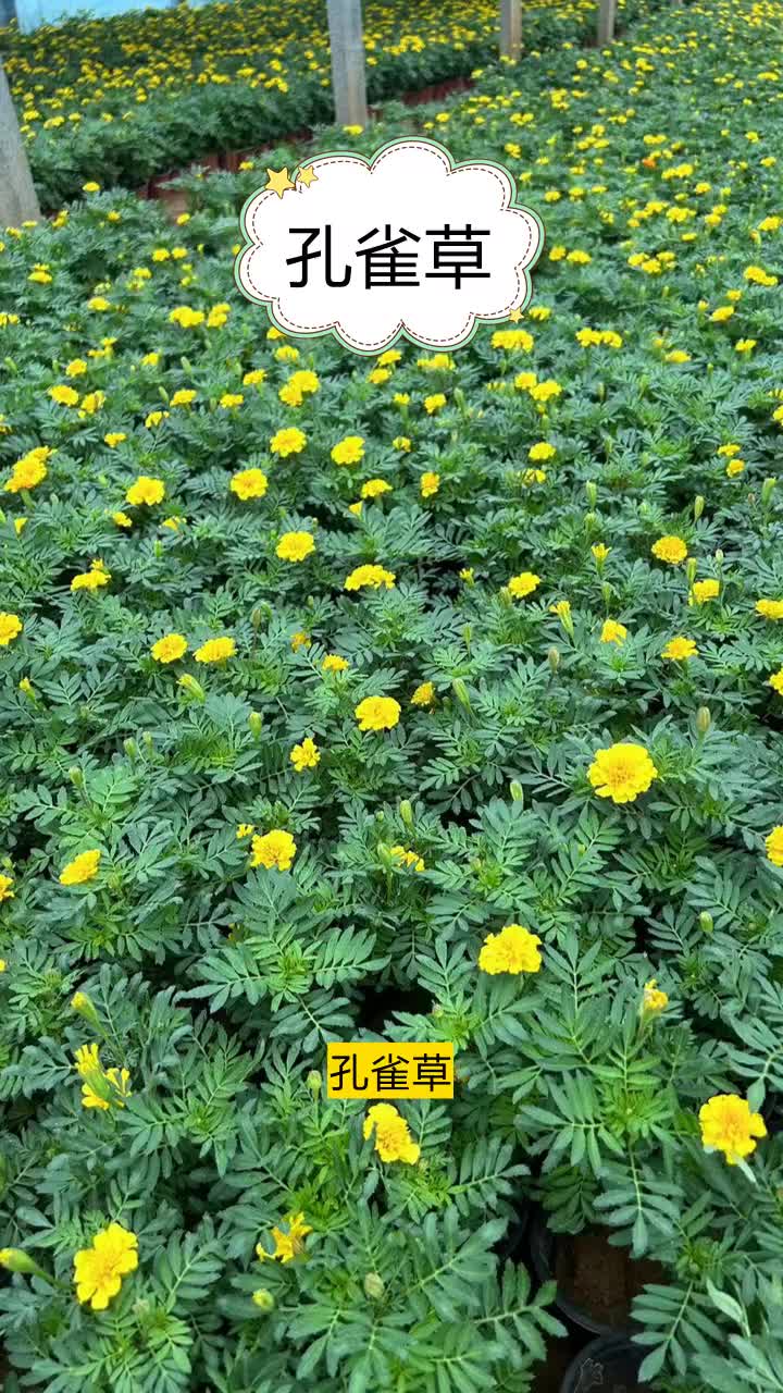 孔雀草方盘品种繁多