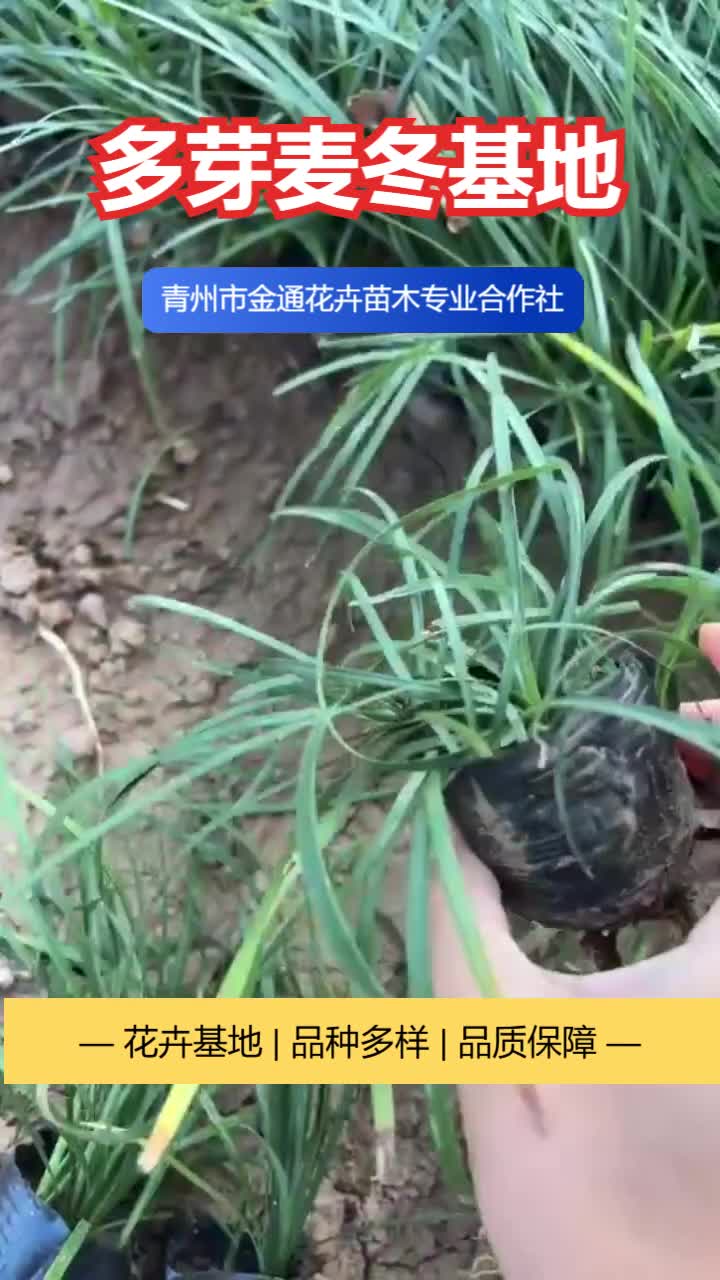 广西多芽麦冬种植基地哔哩哔哩bilibili