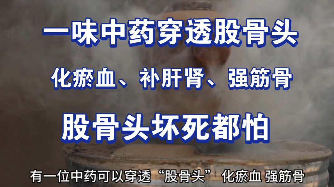 一味中药比金子还珍贵,可以穿透股骨头,化瘀血、补肝肾、强筋骨,股骨头坏死都怕它!哔哩哔哩bilibili