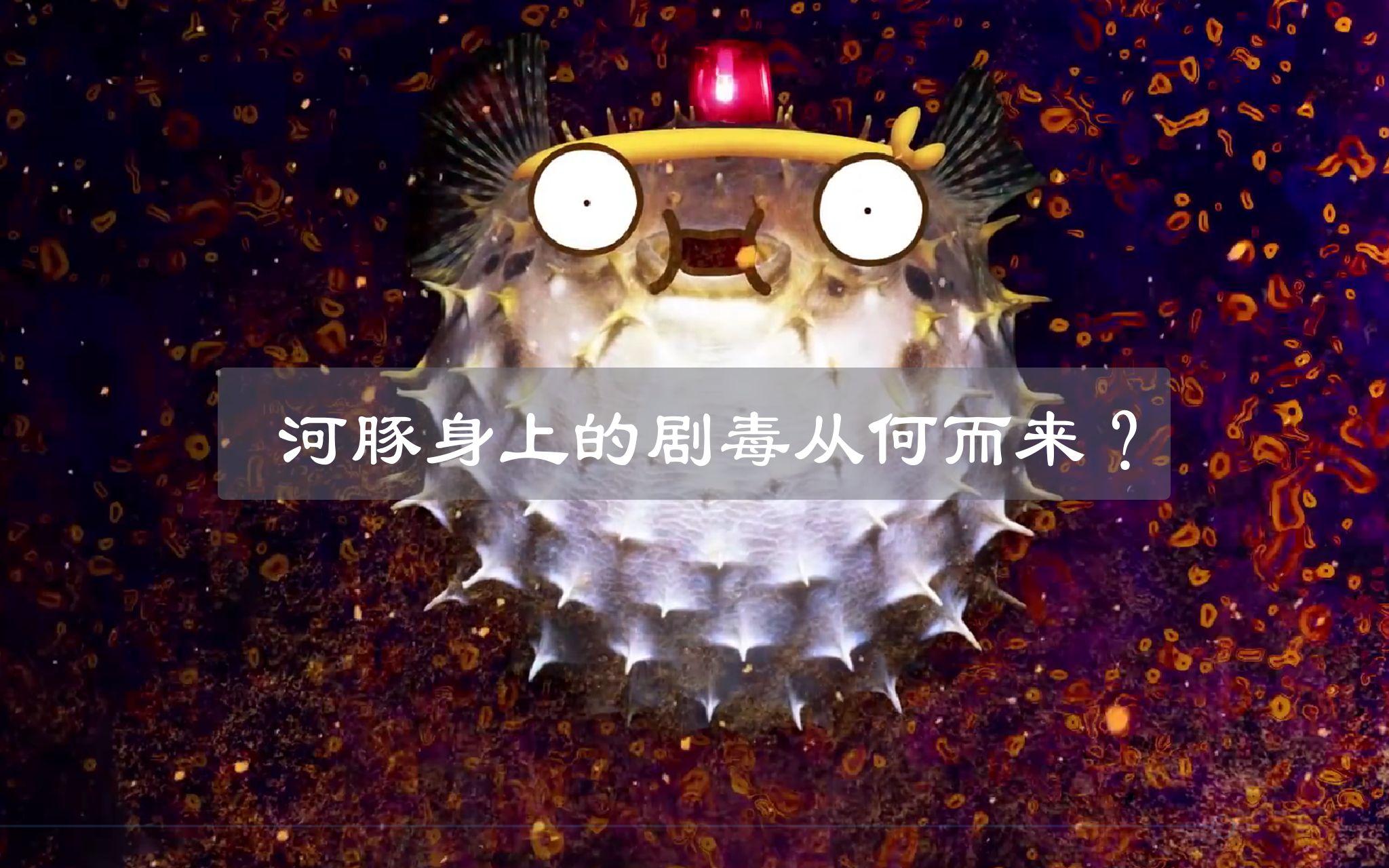 河豚体内的剧毒是怎么来的如果不小心中了河豚毒素该怎么办