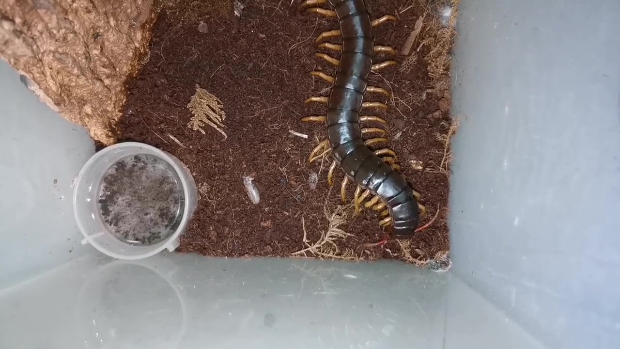 越南巨人蜈蚣喂食