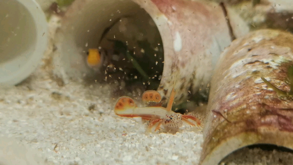 黑天线虾虎红天线虾虎白天线虾虎天线三宝