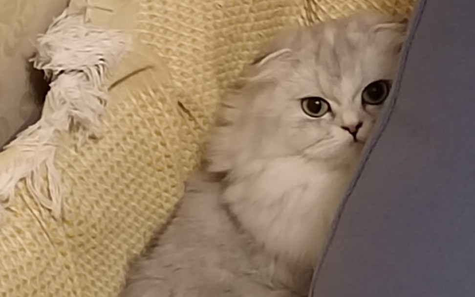 猫猫我呀 能躺着绝不动弹一下-百花奖的影帝-百花奖的影帝-哔哩哔哩