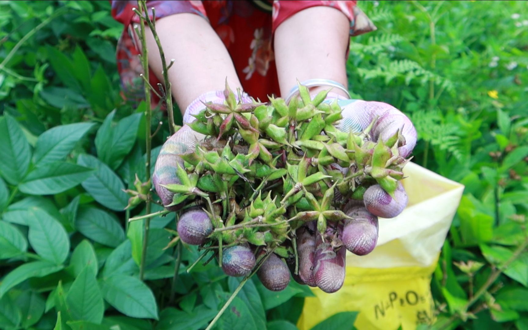 神奇的大自然 八股牛妈妈为种子准备了弹射跳板 种子能弹出去3米远