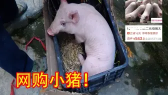 你为什么要在网上买猪啊？？？？（爷爷网上买猪！！！）
