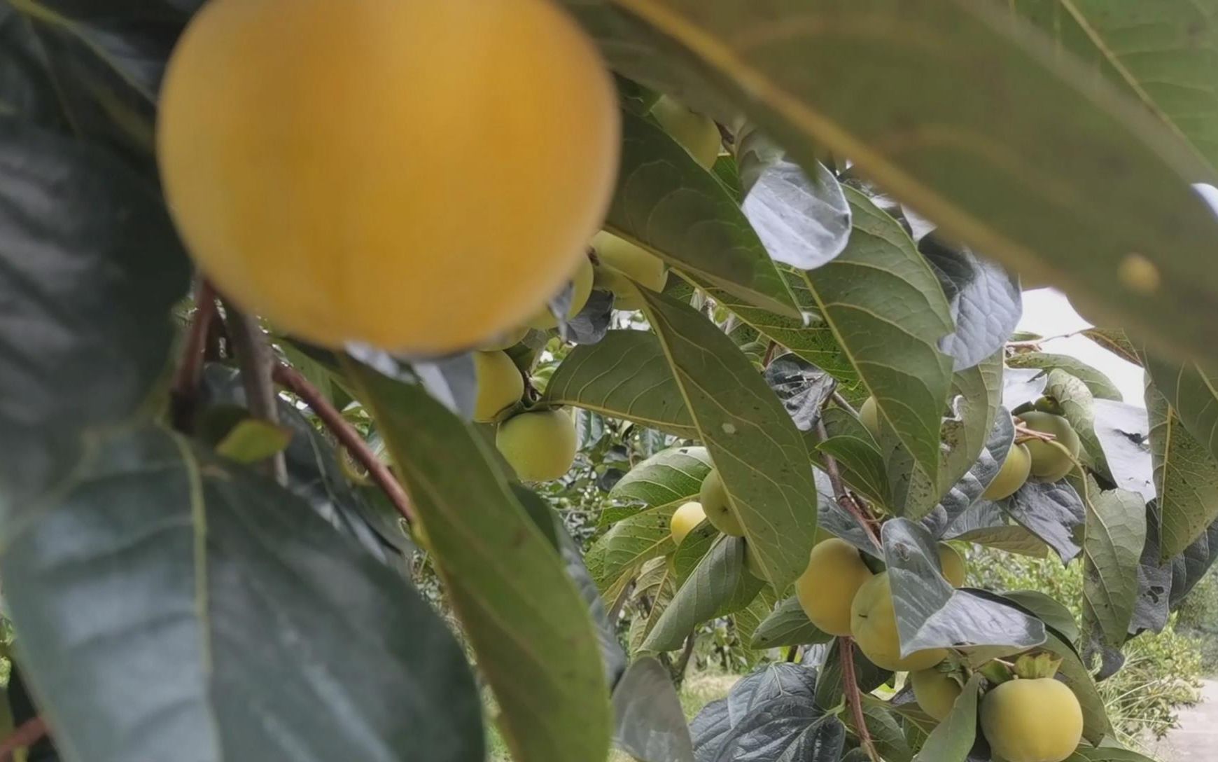 浙江省永康,有一村地处两县市交界附近盛产永康方山柿,走看看去_哔哩