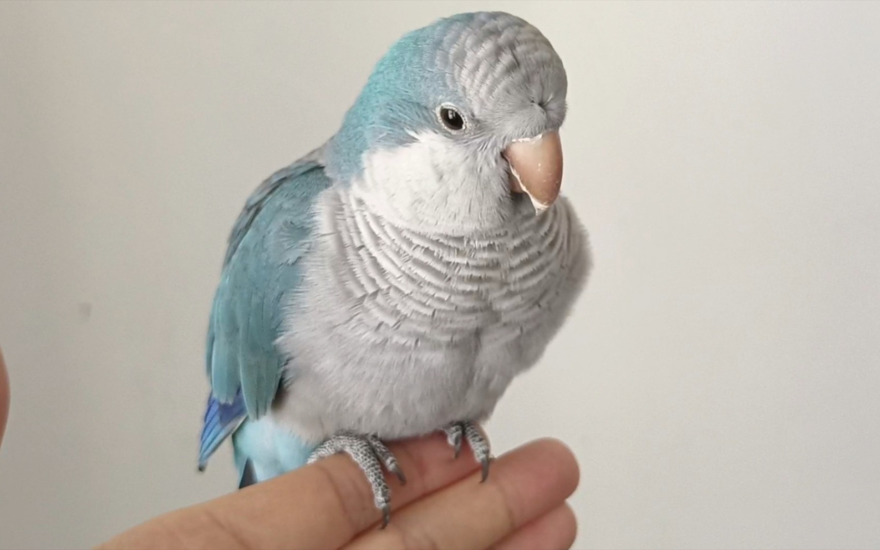 手养的和尚鹦鹉真像跟屁虫,比小狗还黏人,丢都丢不掉