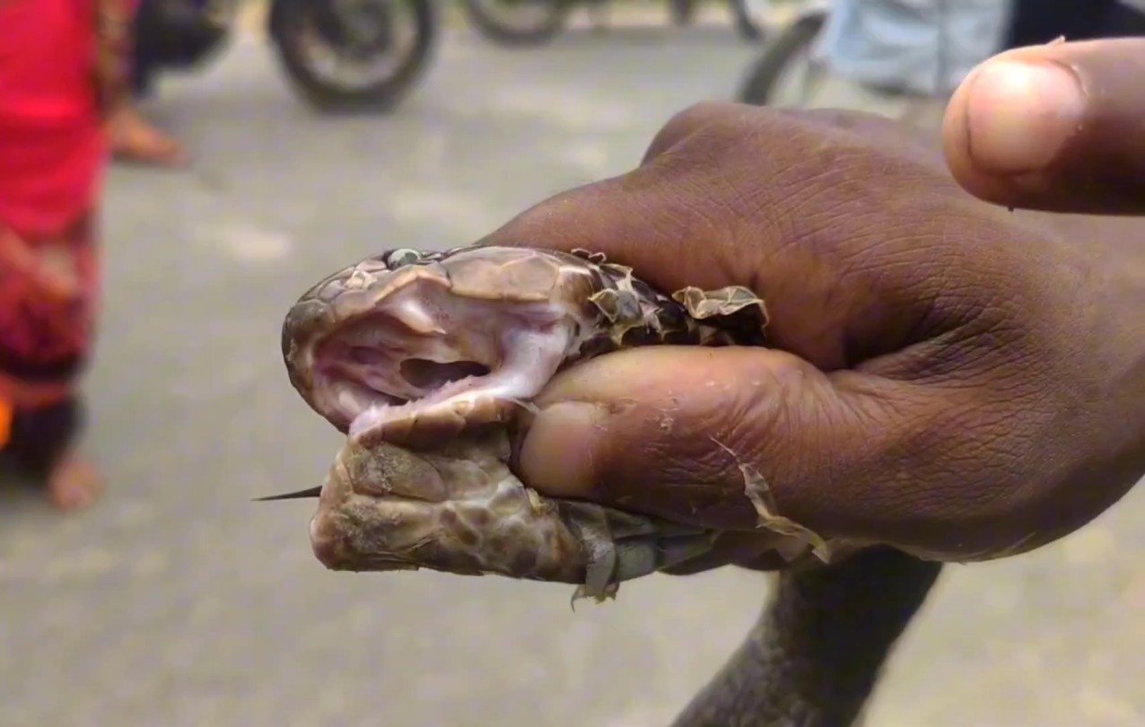 好心人给眼镜蛇褪皮