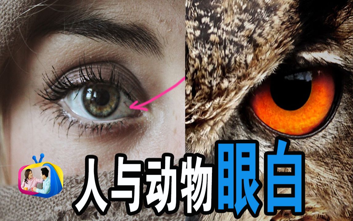 为什么只有人类有眼白? | 动物有眼白吗? | 达林and丽娜TV哔哩哔哩bilibili