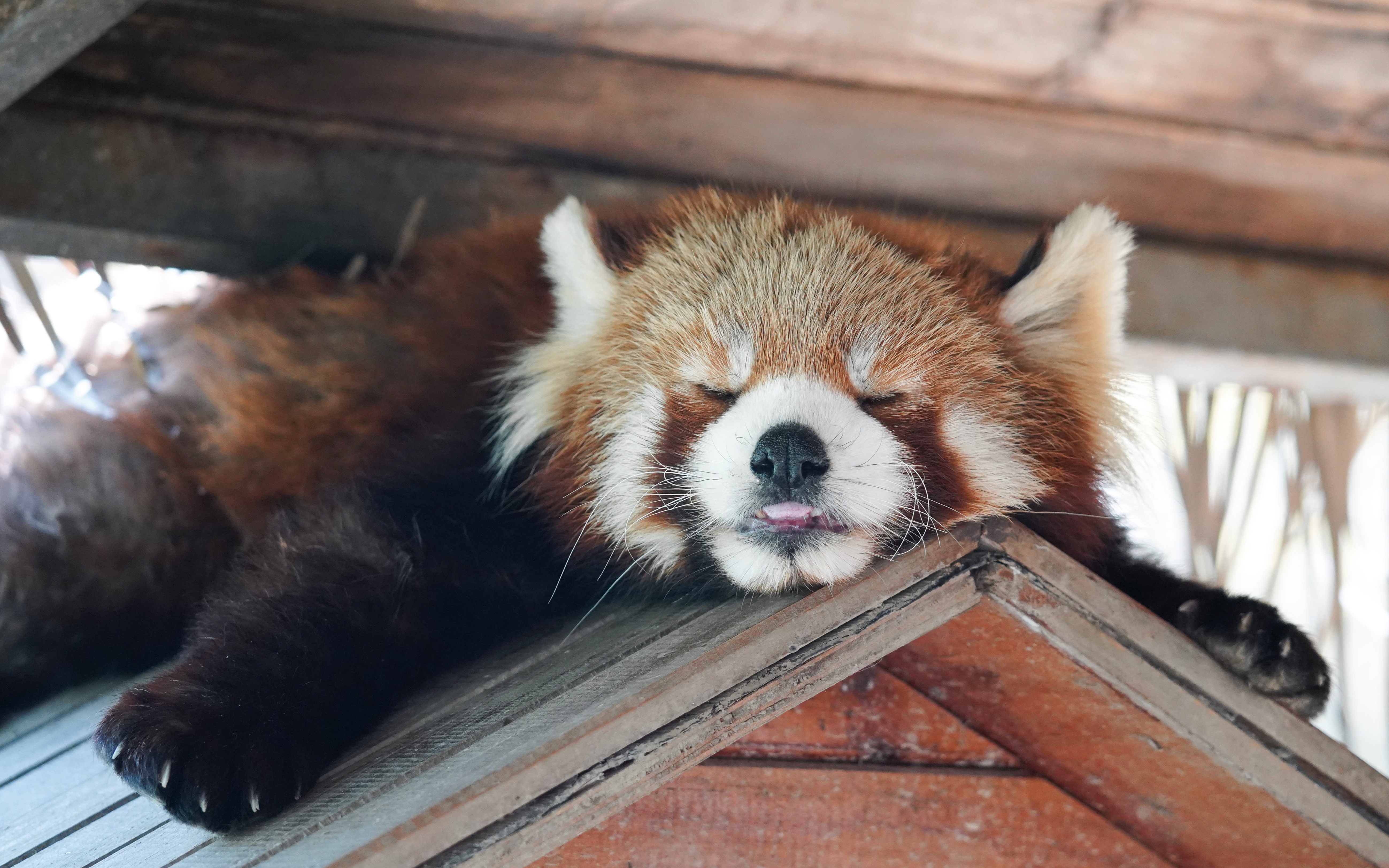 【小熊猫】看到最后!宝宝睡着之后嘴角会跳舞耶