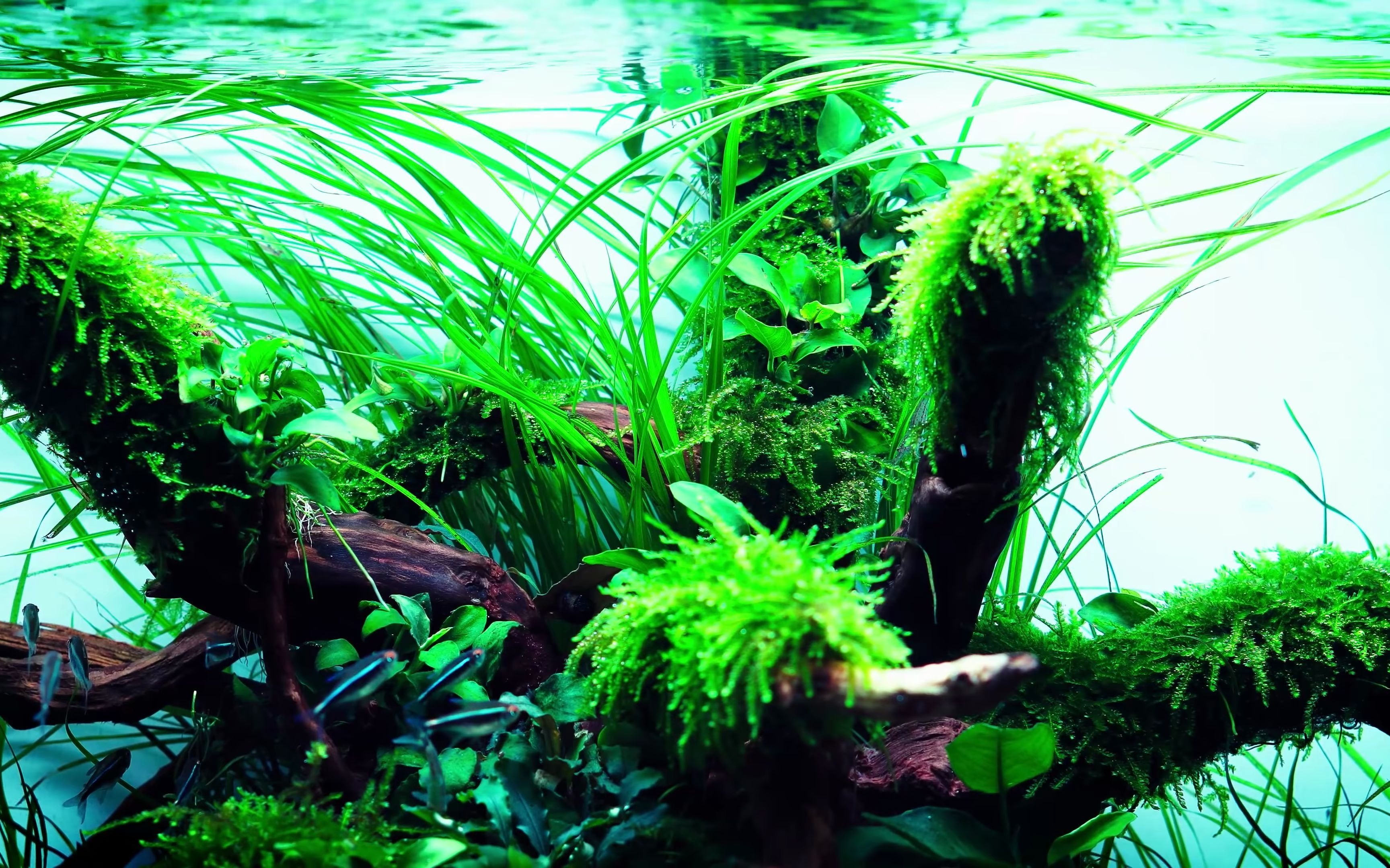【水族】莫斯水榕草缸造景欣赏