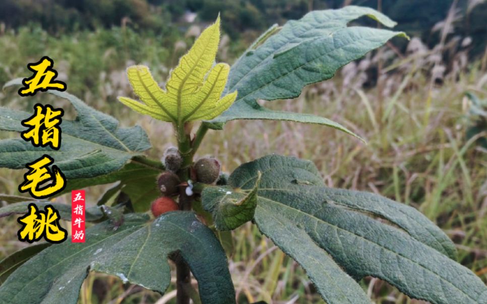 大山的馈赠——五指毛桃,这次来了个大对比,大家会分辩了吗?