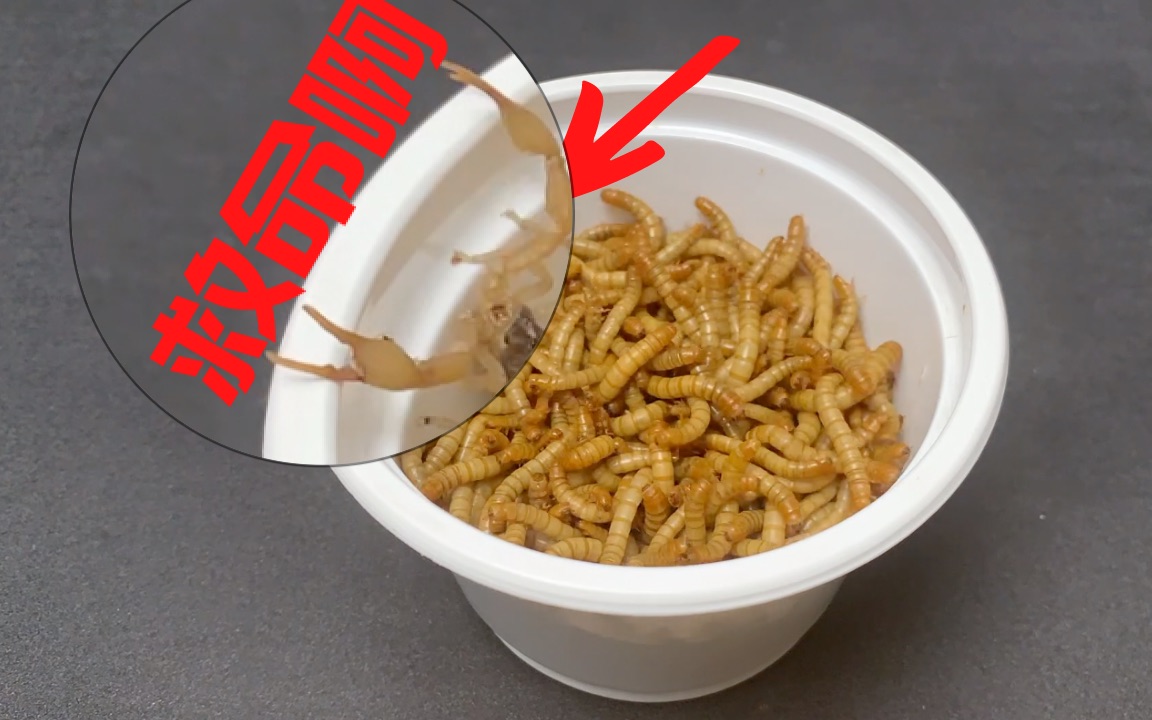 如果蝎子遇到巨多面包虫会怎样蝎子vs面包虫弱肉强食自然法则