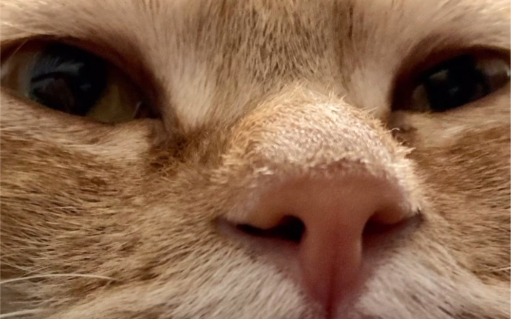 一只极具压迫感的猫咪