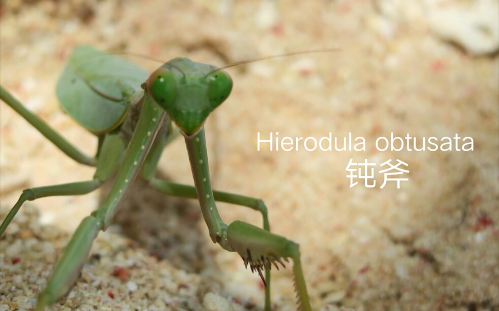 【螳螂图册19】钝斧螳(Hierodula obtusata)哔哩哔哩bilibili