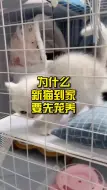 Скачать видео: 为什么新猫到家要先笼养