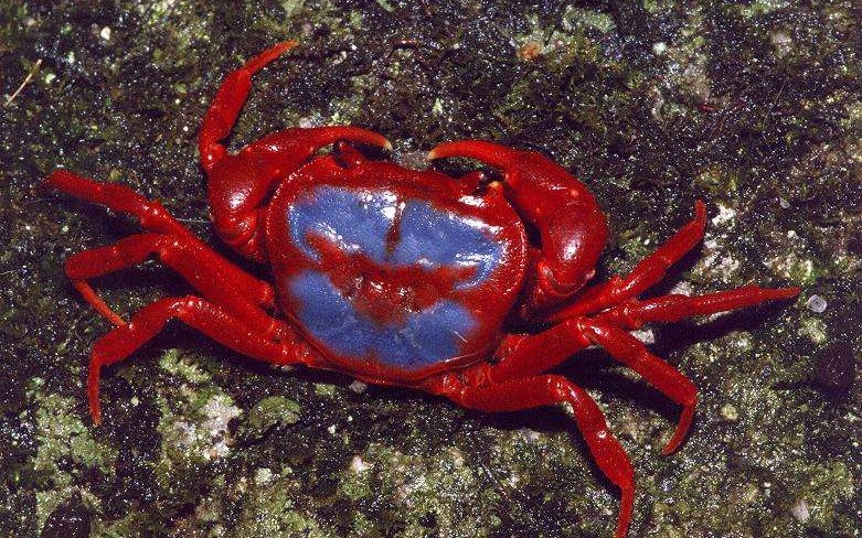 蝶纹内陆溪蟹水视频