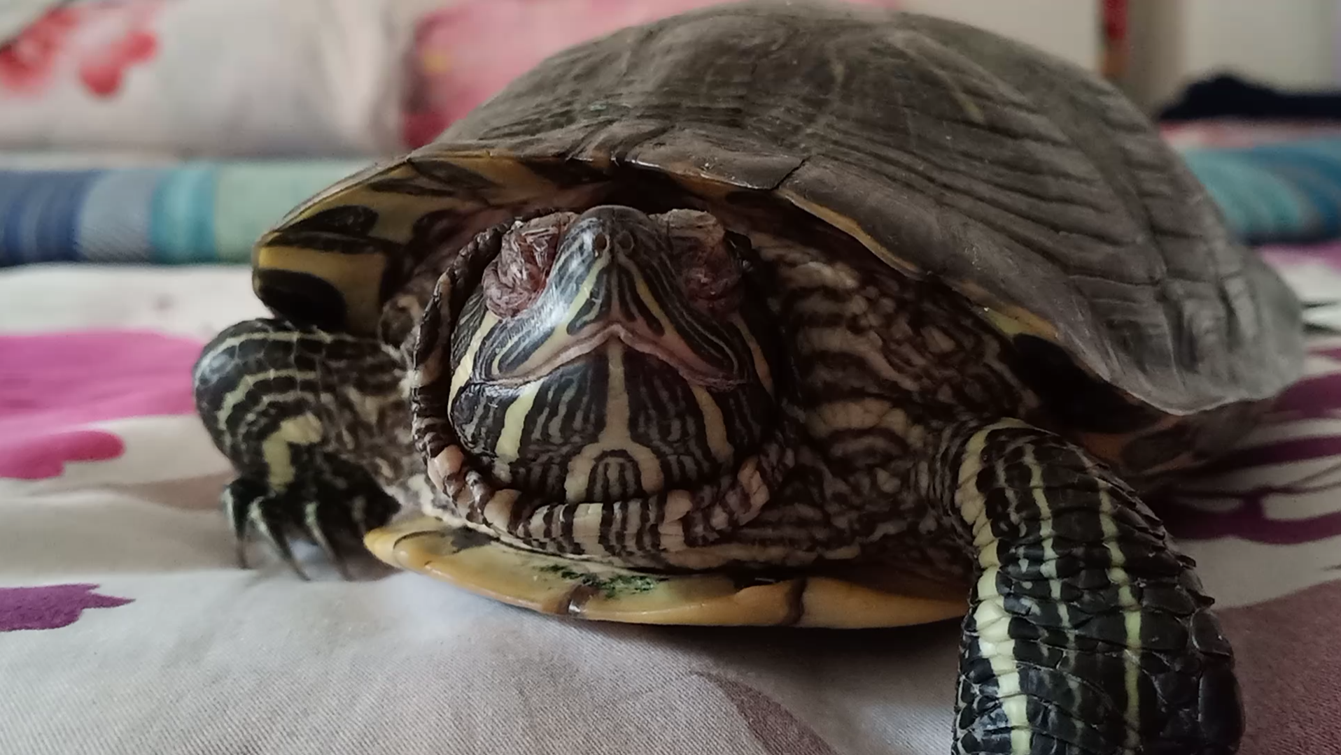 来欣赏一下佛系龟的大鼻孔