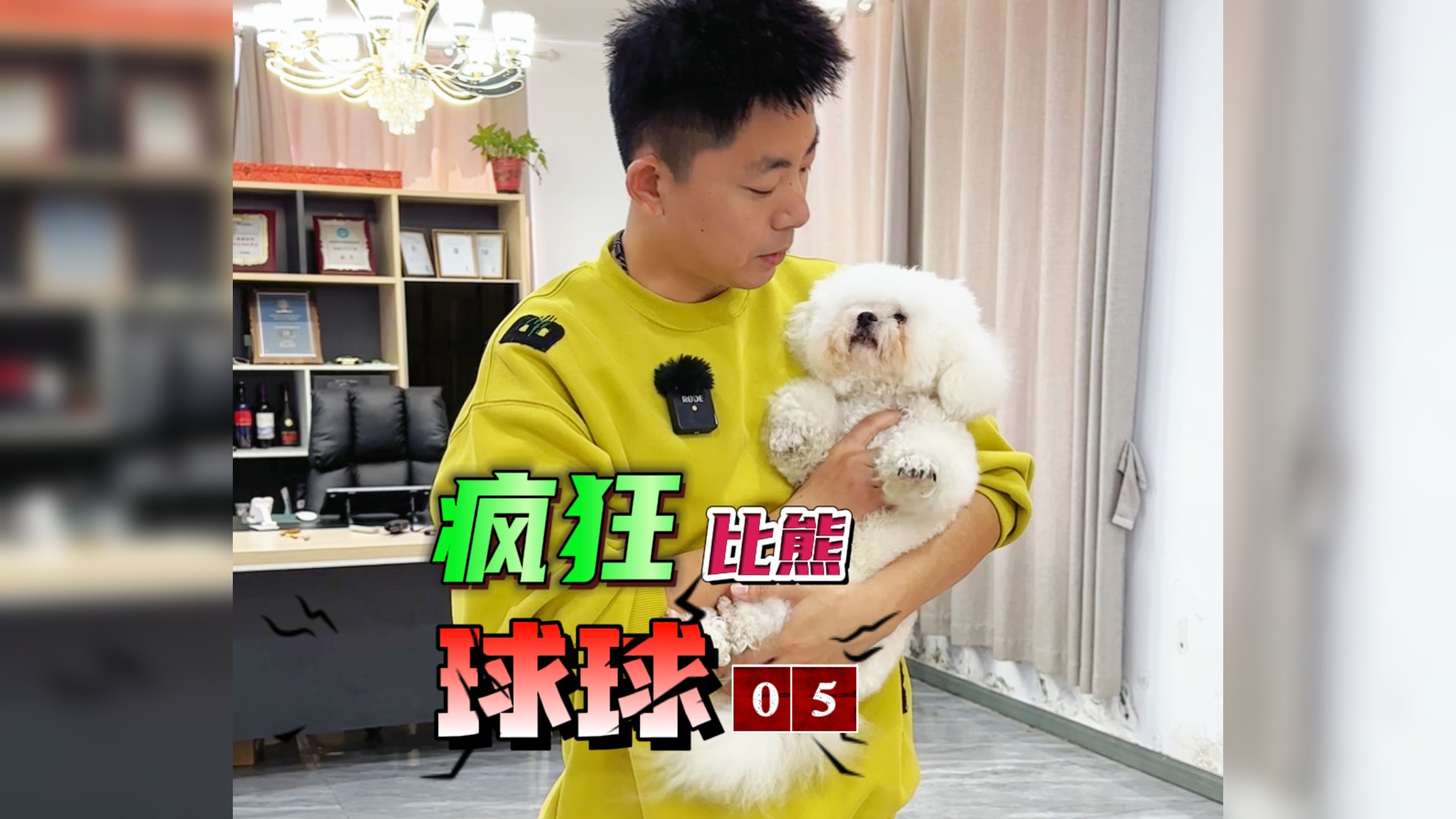 咬人比熊“球球”主人接它回家!哔哩哔哩bilibili