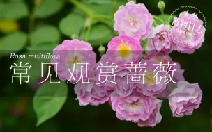 Download Video: 蔷薇为什么叫蔷薇？常见观赏蔷薇有哪些【天冬博物日志】【去看植物吧】