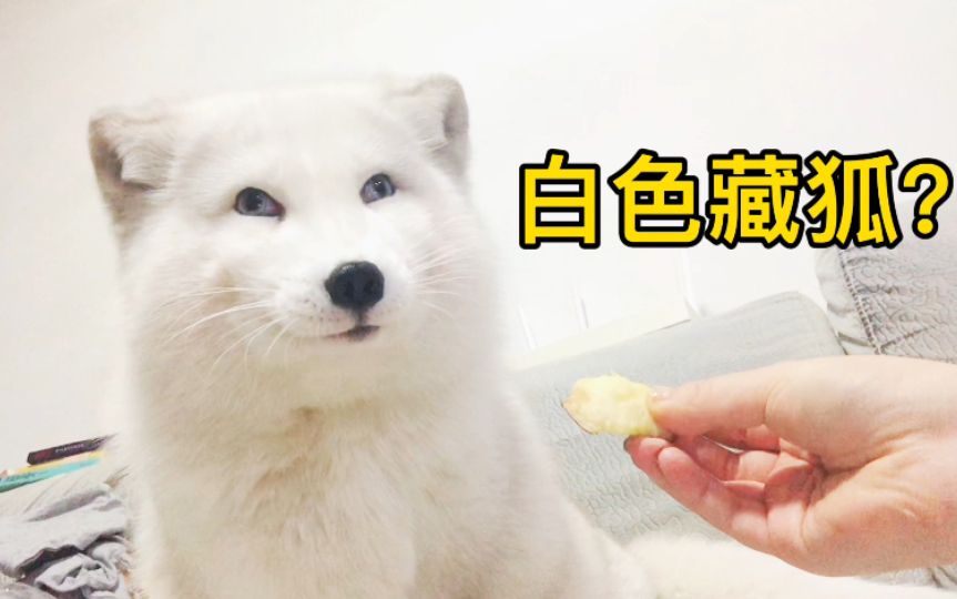 bili冷知识:白色藏狐没有牙齿