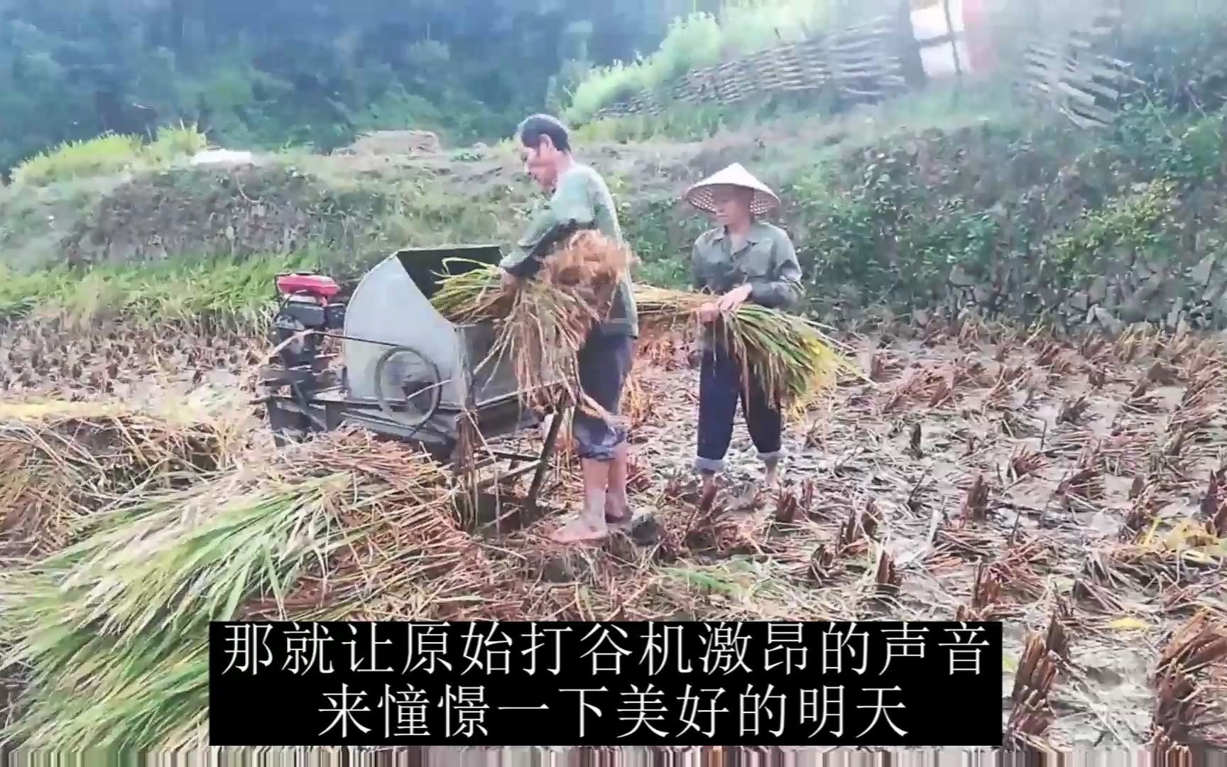 [图]割稻 连日的阴雨 稻谷大部分发芽 秋季抢收在进行