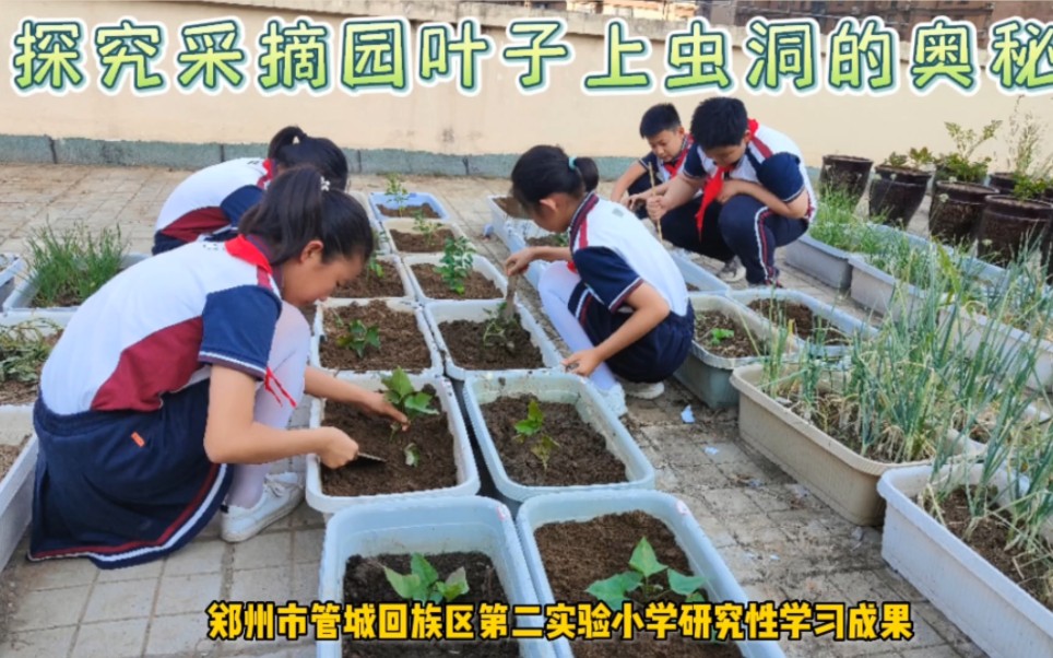 郑州市管城回族区第二实验小学研究性学习——探索采摘园叶子上虫洞的奥秘哔哩哔哩bilibili