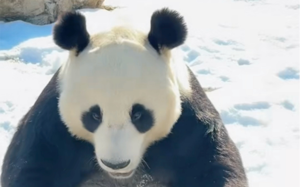 大熊猫浦浦镜头感挺好的!也挺爱在游客前面正面坐着!