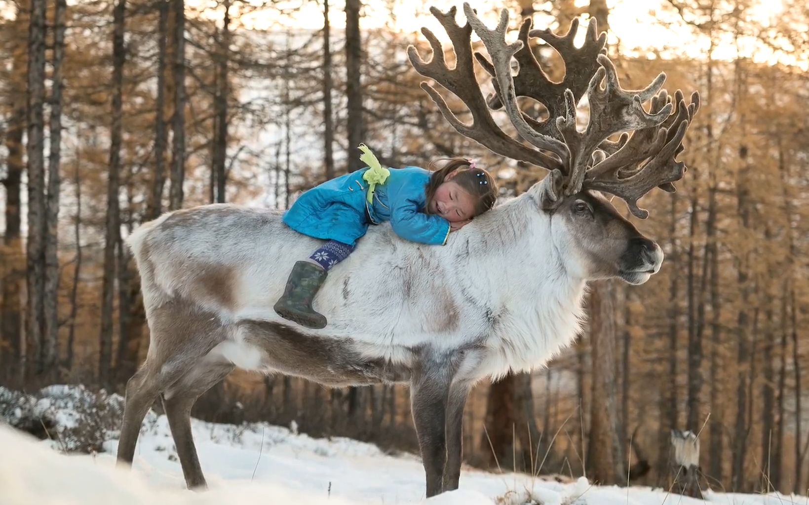 [图]雪地牧驯鹿画面不知还能延续多少年？现代世界还会给这些传统留下多少空间？