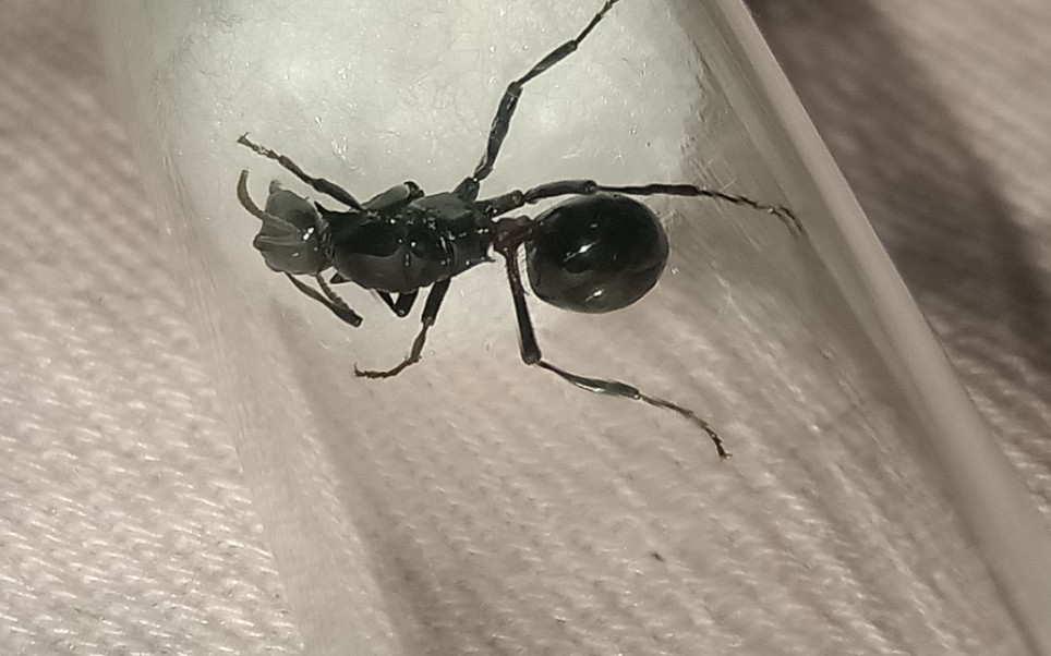 大长腿叶形多刺蚁新后