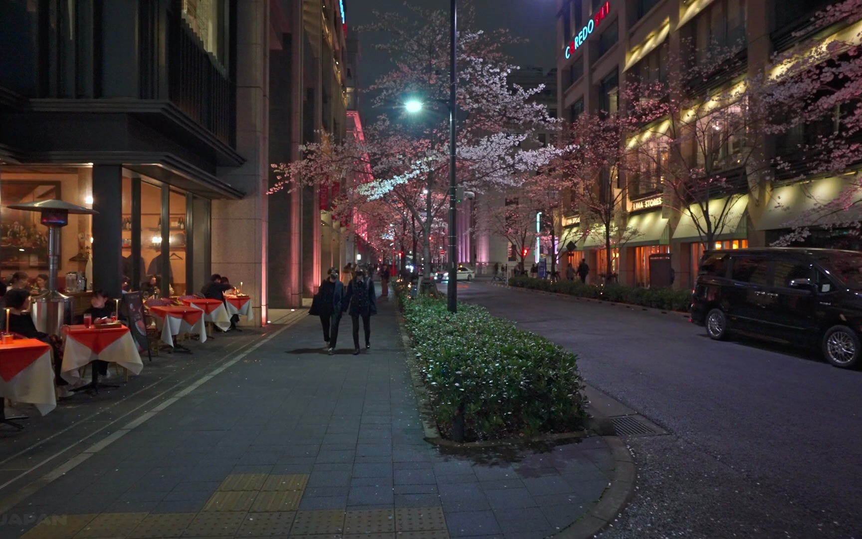【日本漫步】樱花与路灯相映,感受东京夜晚城市氛围