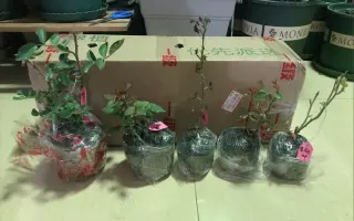 和室月季 搜索结果 哔哩哔哩弹幕视频网 つロ乾杯 Bilibili