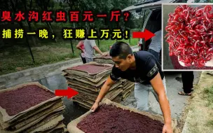 Download Video: 一晚赚上万元！臭水沟里的红虫为何这么值钱？捞红虫是怎样的黑产