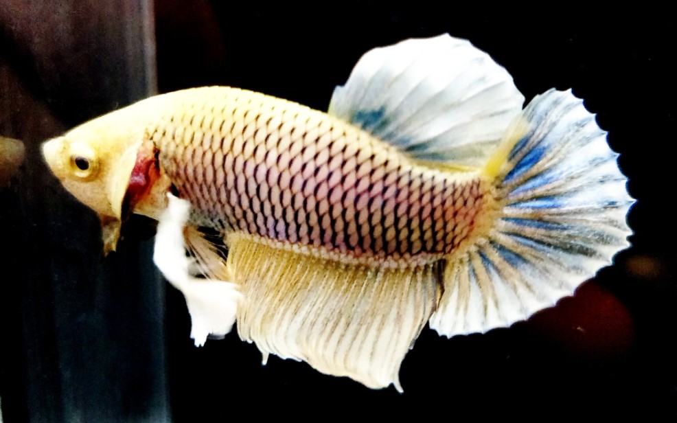 活动作品斗鱼大耳将军开箱