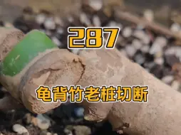 Download Video: 给龟背竹老庄切段儿崔芽的方法和注意事项