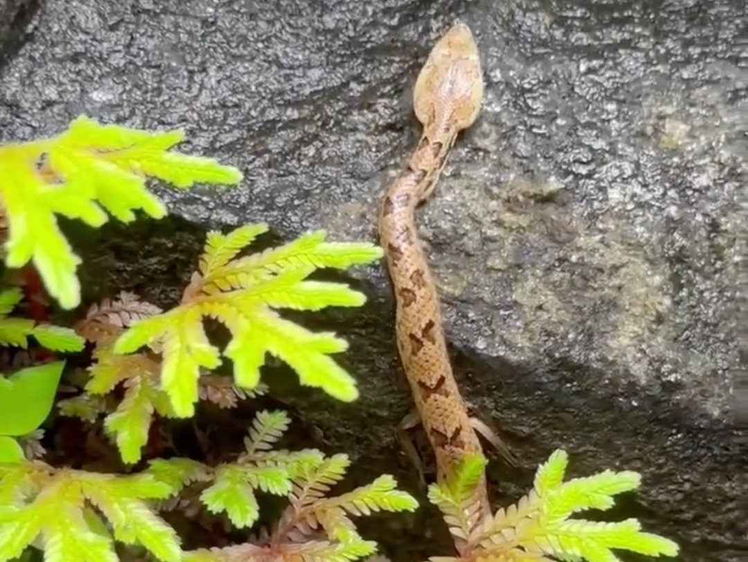 "南洋小五步"脊背上长满一排蝴蝶结的蝮蛇实属罕见(33363735