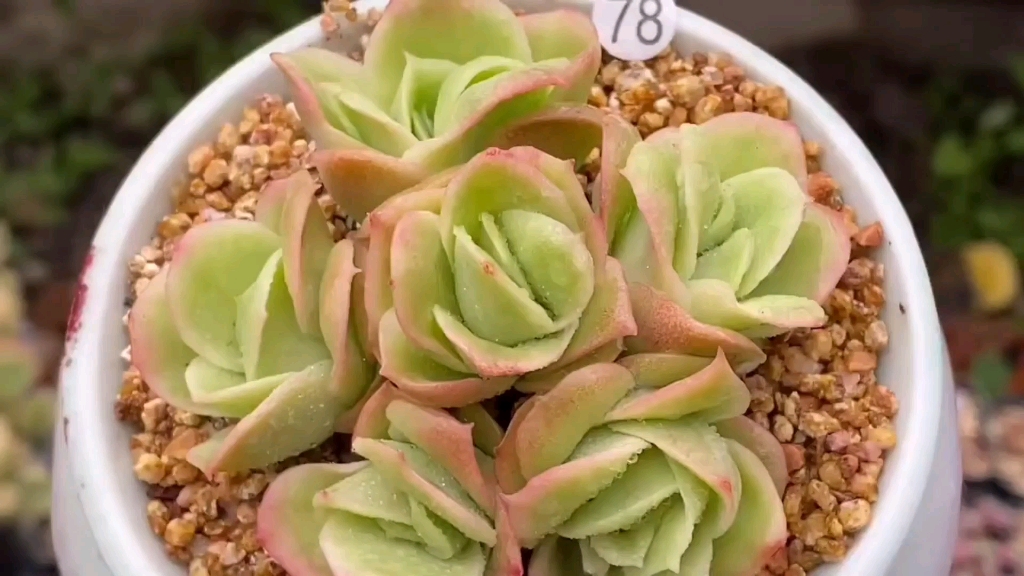 多肉冰玫瑰,福娘锦,泡泡糖,海螺,海妖,夏天也可以全状态