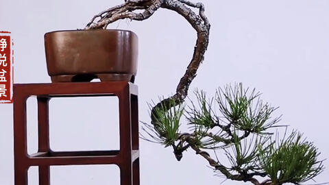 领略极品年功桩松树盆景的魅力 精美紫砂盆栽种 造型苍劲秀逸 哔哩哔哩 つロ干杯 Bilibili