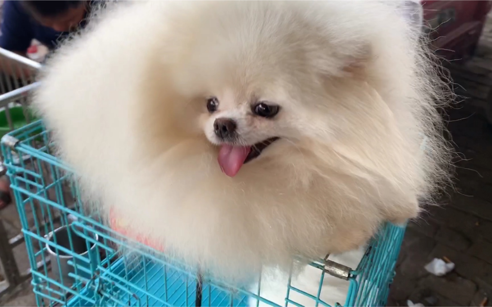 爆毛小博美,大夏天穿着一身棉袄.