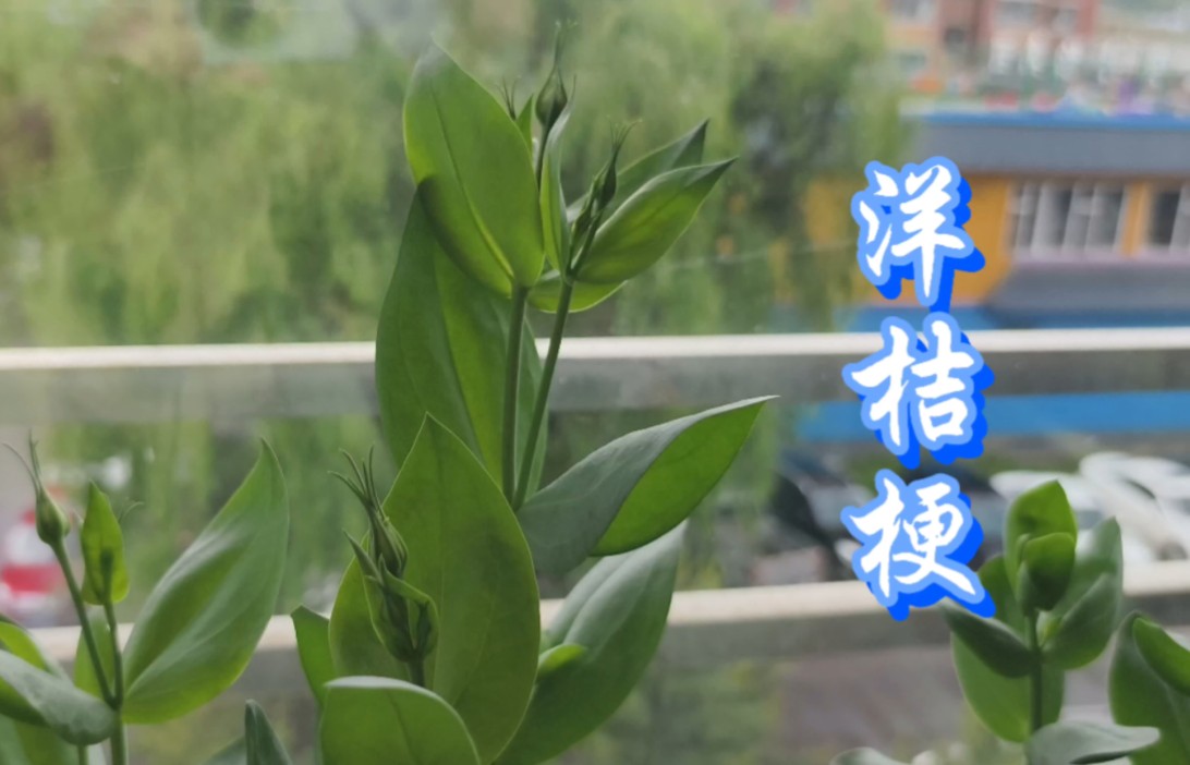 无孔玻璃花瓶,种植的洋桔梗小苗,已经出花苞了哔哩哔哩bilibili