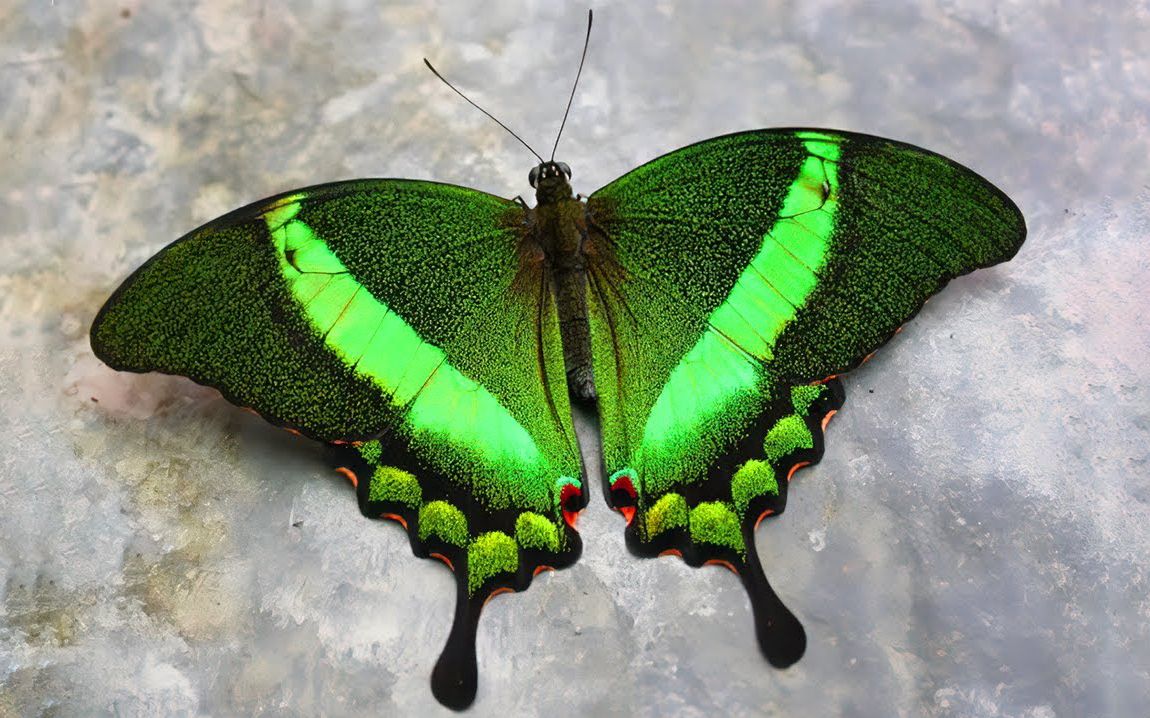 最美的蝴蝶品种图片