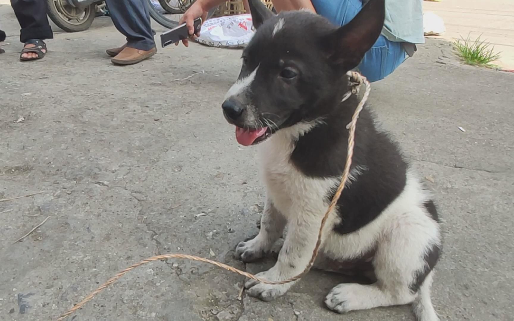 狗子我开了天眼