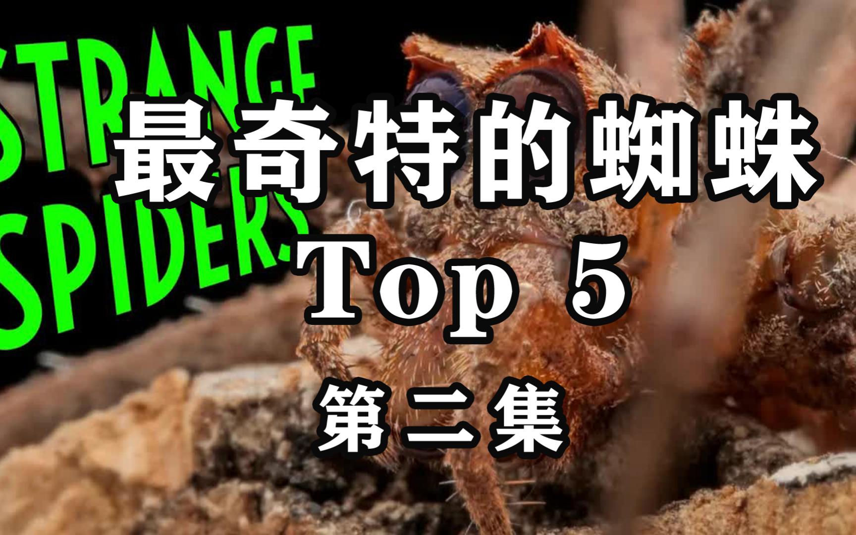 和上一集够成了top 10 最特别的蜘蛛介绍哔哩哔哩bilibili