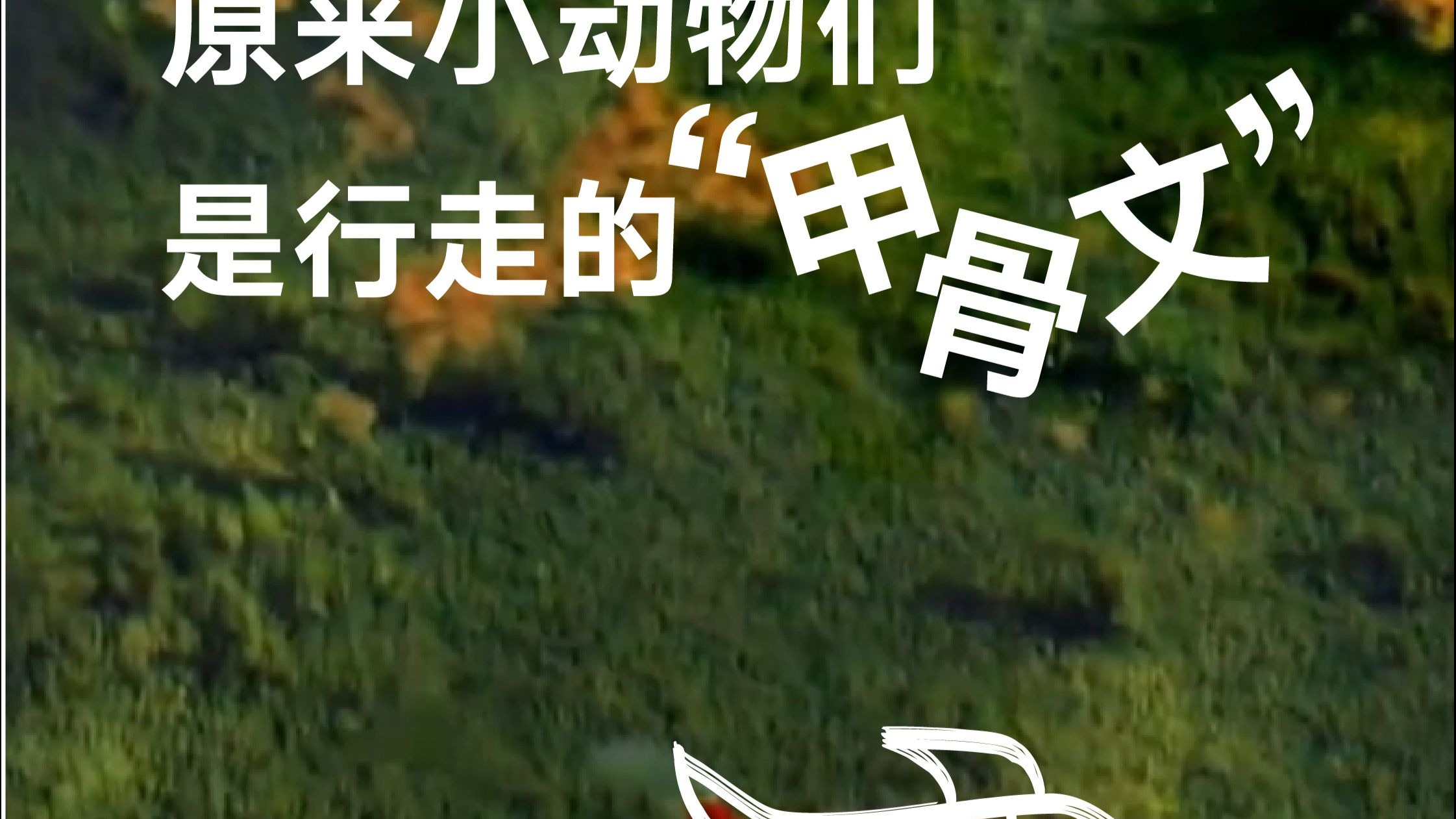 原来小动物们是行走的甲骨文｜《“字”从遇见你》：看！萌兽在“写”字！