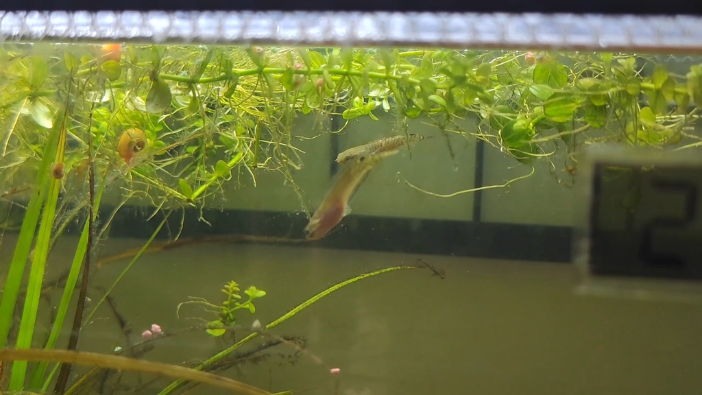 酒红雷龙鱼苗第一个月