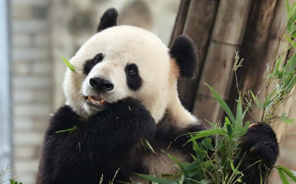 [图]【大熊猫妃妃】圆咕隆咚的妃妃，竟然是95年的，保养的太好了~