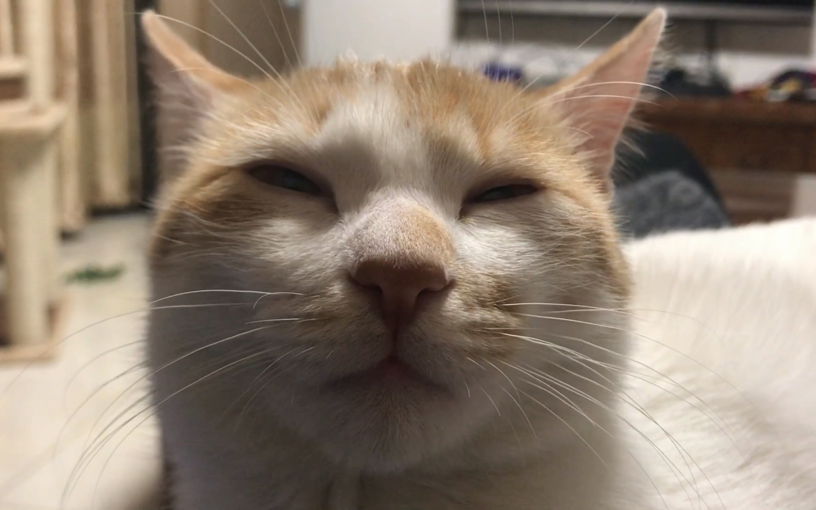 当一只丑猫打呼噜,你会想撸它吗