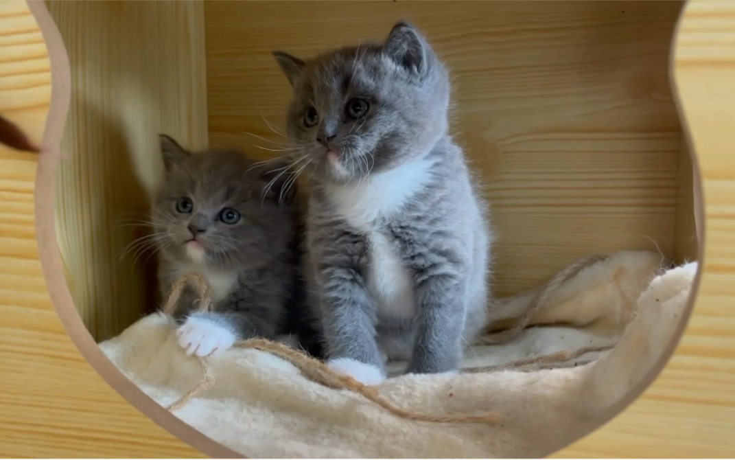 英短蓝白小奶猫 白手套满背