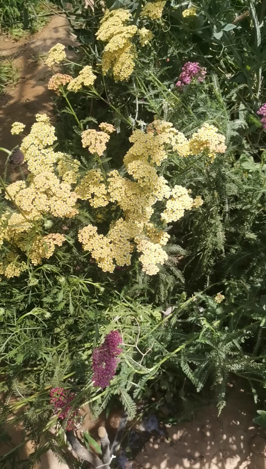 蜡菊(鳞菊)成熟后种子就会随风而飞哔哩哔哩bilibili