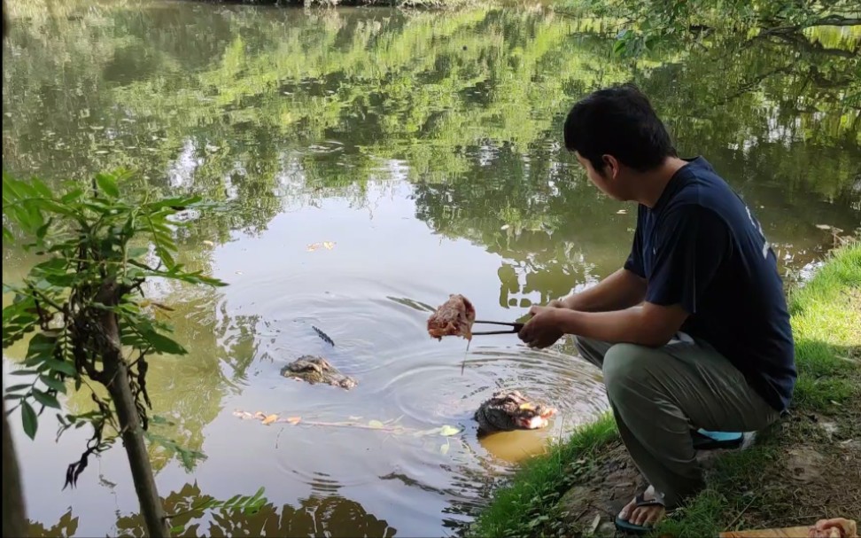 [图]大张龙和母张龙都来了 —— 野生扬子鳄张龙守护者 护鳄世家